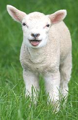 Live Lamb