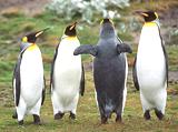 Penguins