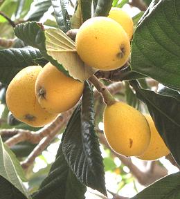 Loquats 에 나무