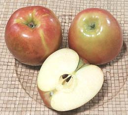 Cosmic Crisp Apples whole and cut