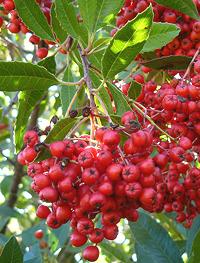 Callifornia Holly Fruit on cserje