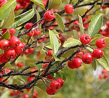 Chokeberries en arbustos