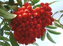 fructe de padure Rowan pe copac