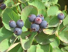 Serviceberry na drzewie