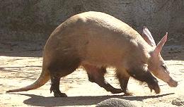 Live Aardvark