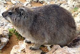 Live Hyrax