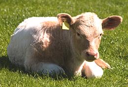 Live Calf in Pasture