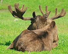 Moose