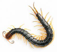 Whole Live Centipede