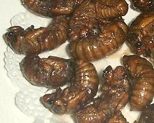 Deep Fried Cicada Grubs
