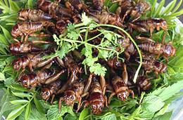 Fried Crickets with Salad