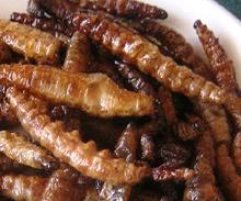 Fried Maguey worms