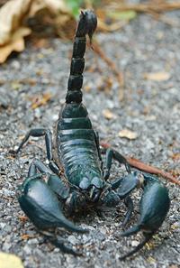 Live Black Scorpion
