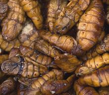 Roasted Silkworm Pupae