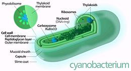Structure Chart for Cyanobacteria