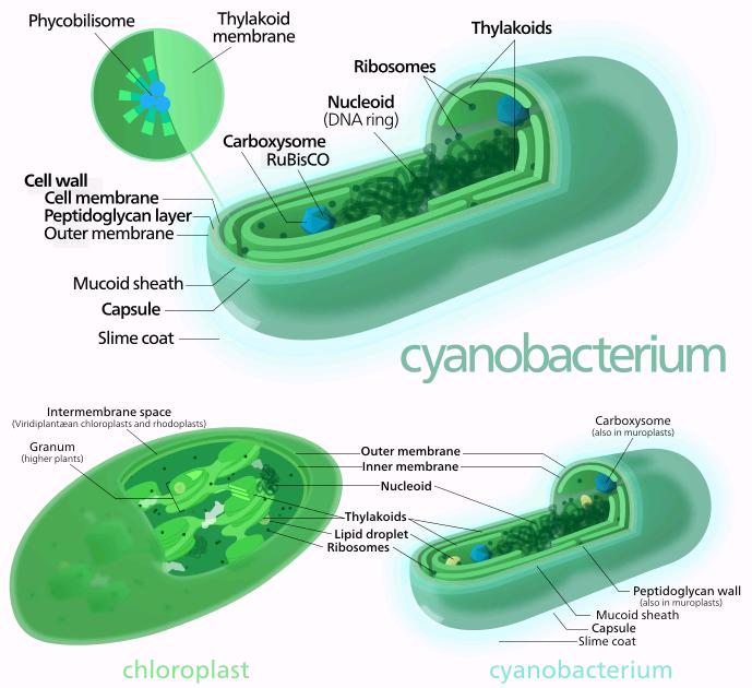 Cyanobacteria Cell Structure