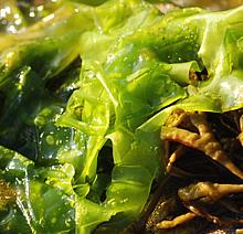 Sea Lettuce