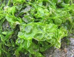 Sea Lettuce in its natural environment