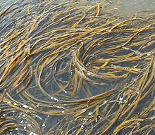 Fronds of Sea Spaghetti in the Water