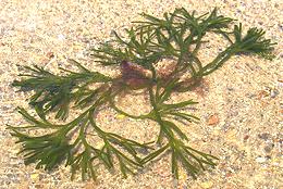 Fronds of Sponge Seaweed