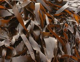 Pile of Brown Kelp