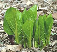 Live Skunk Cabbage