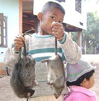 Three Rice Rats Captured