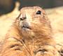 Weasel