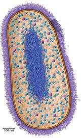 Cell Structure of Archaea
