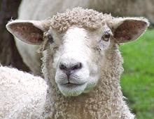 Sheep Portrait