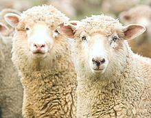 Sheep