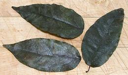 Whole Yanang Leaves