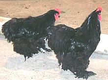 Chickens