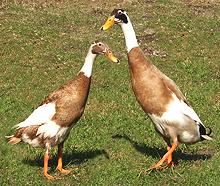 Runner Ducks