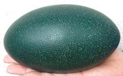 Blue-Green Egg
