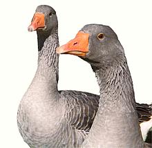 Portrait of Two Greylag Geese