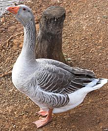 Greylag Goose