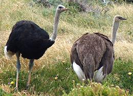 Ostrich Male & Female