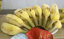Bunch of Blue Java Bananas