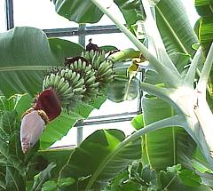 Flowering Dwarf Banana