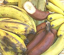 Bananas