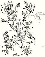Yellow Vetchling