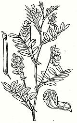 Black Pea