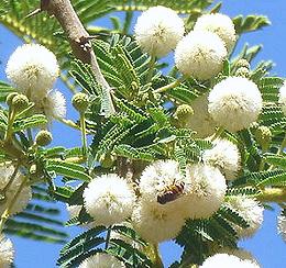 <i>Acacia sieberiana</i> Flowers & Foliage