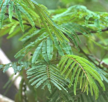 Acacia foliage