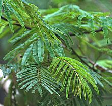 Acacia Foliage