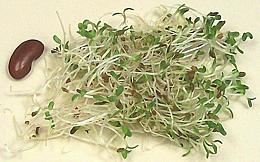 Sprouts