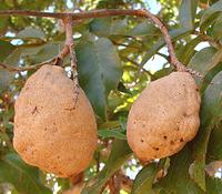 Baru Fruit on Tree