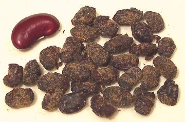 Black Beans