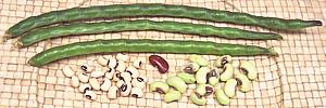 Black-eyed Peas